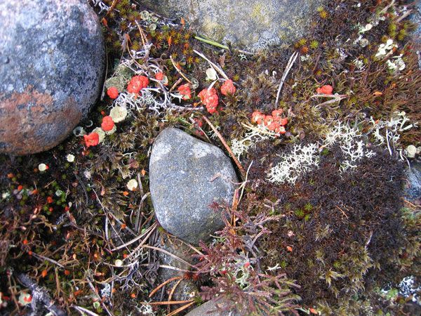 Lichen